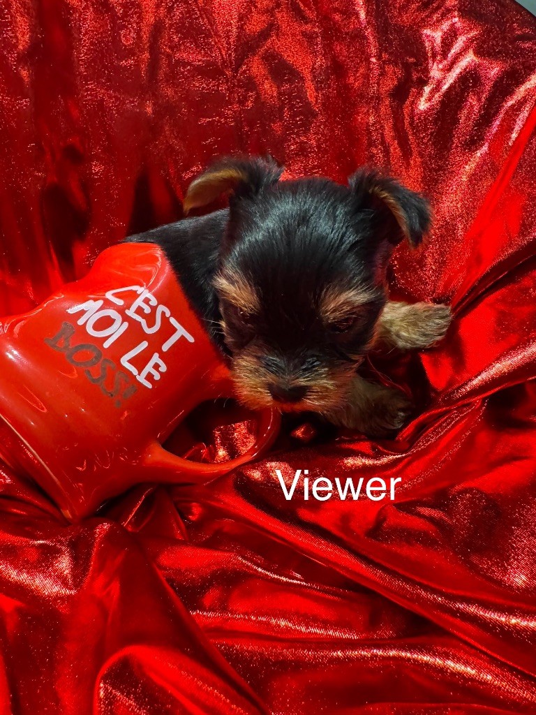 De L'Etoile Celeste - Chiot disponible  - Yorkshire Terrier