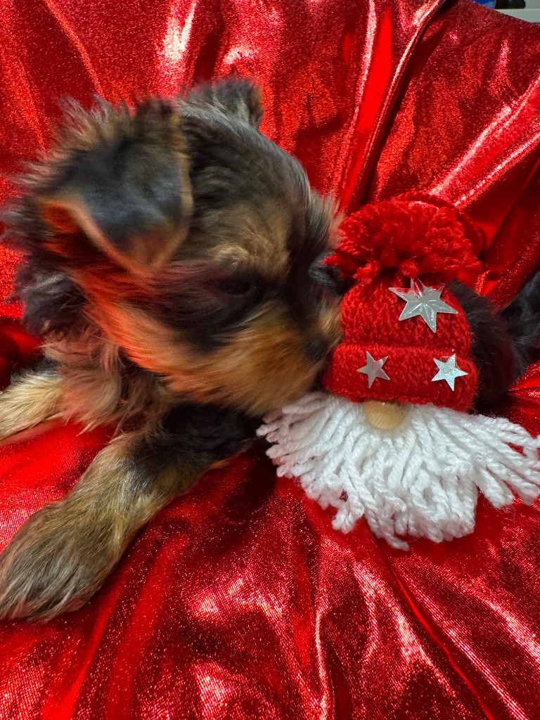 De L'Etoile Celeste - Chiot disponible  - Yorkshire Terrier