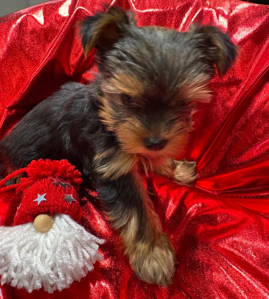 De L'Etoile Celeste - Chiot disponible  - Yorkshire Terrier