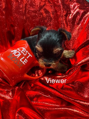 Viewer 