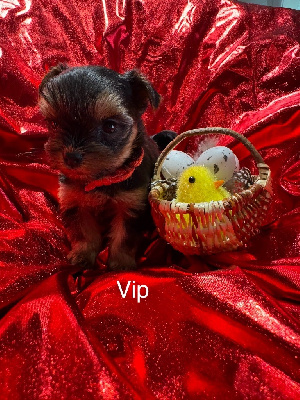 Vip 