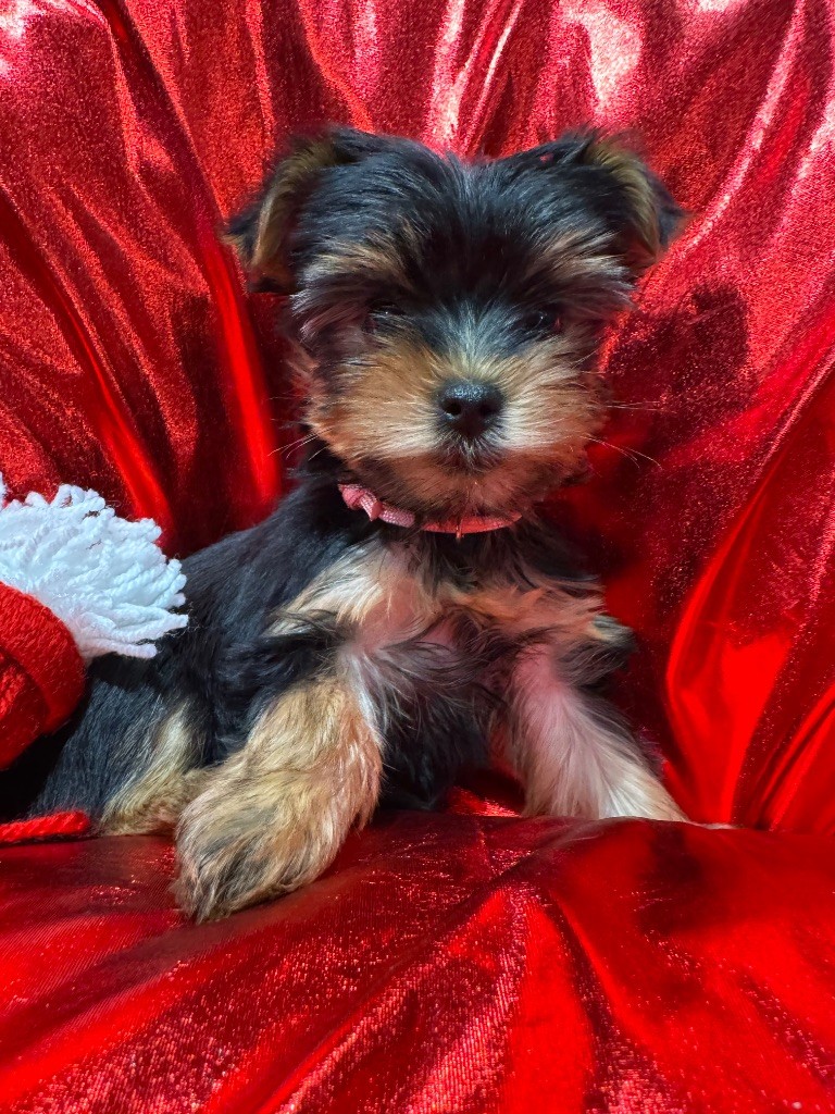 De L'Etoile Celeste - Chiot disponible  - Yorkshire Terrier