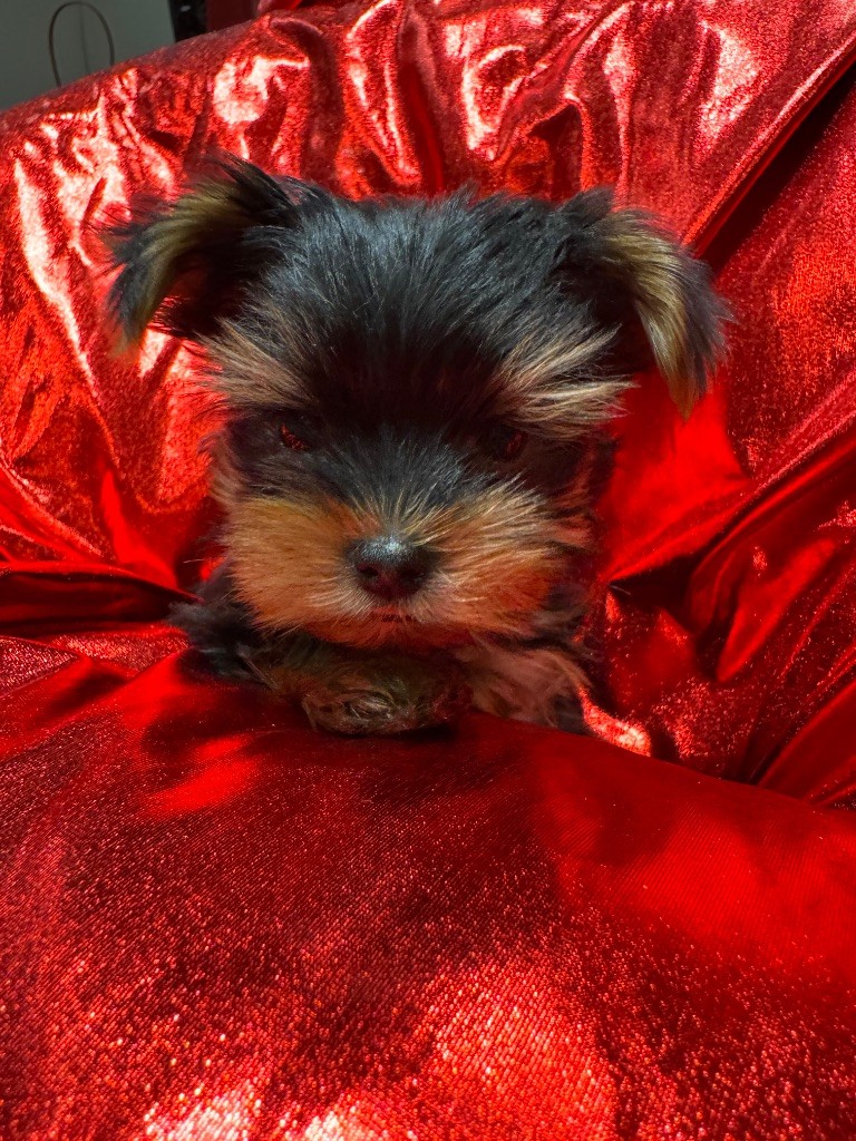 De L'Etoile Celeste - Chiot disponible  - Yorkshire Terrier