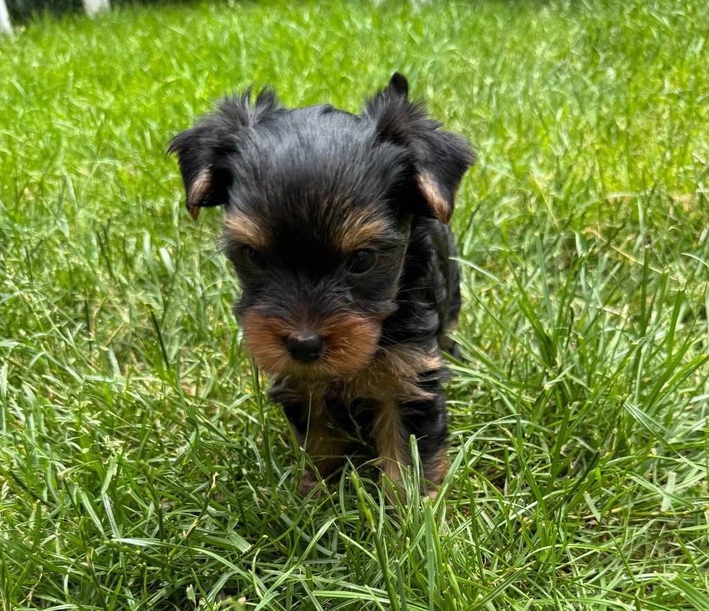 De L'Etoile Celeste - Chiots disponibles - Yorkshire Terrier