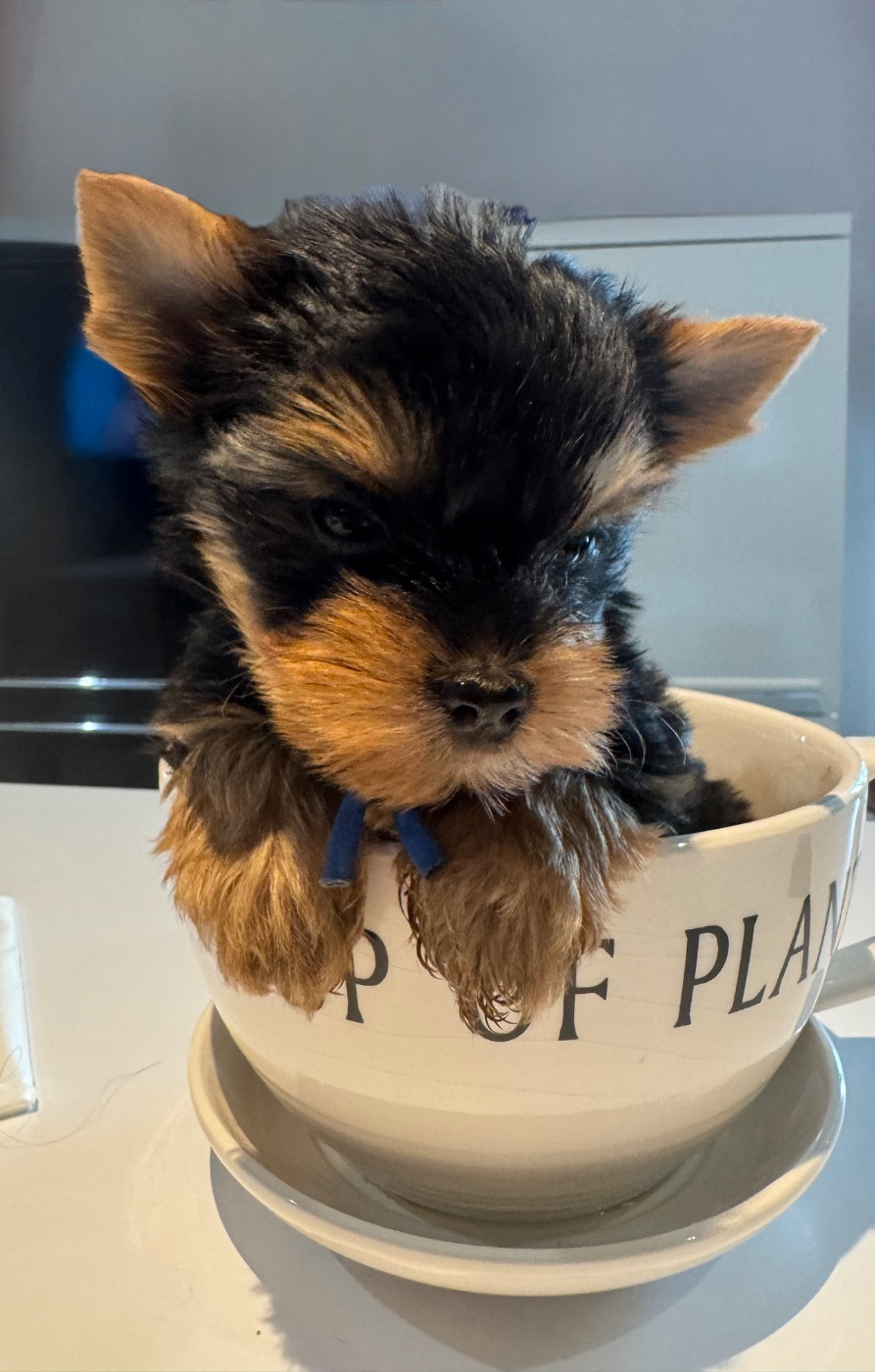 De L'Etoile Celeste - Chiots disponibles - Yorkshire Terrier