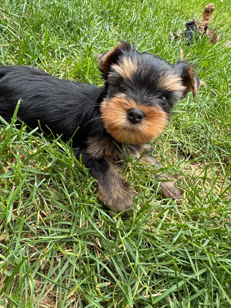 De L'Etoile Celeste - Chiots disponibles - Yorkshire Terrier
